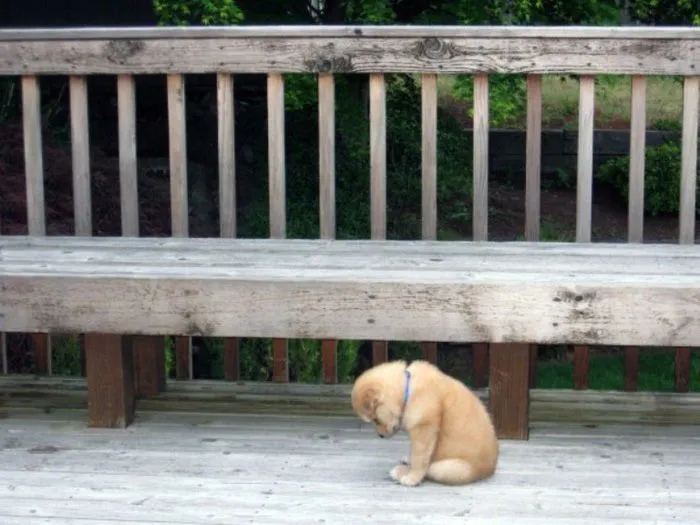 Vida real: Perritos