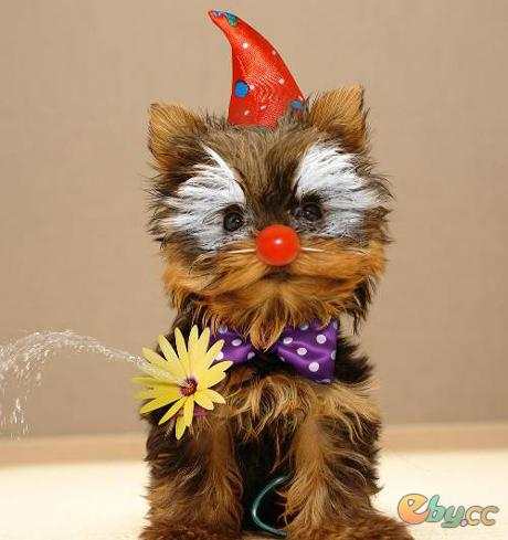 vida salvaje: animales chistosos y cariñosos