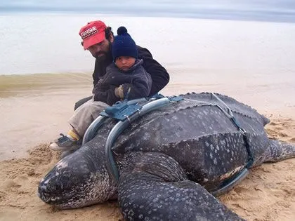 vida sana... recetas, medioambiente y salud - Taringa!