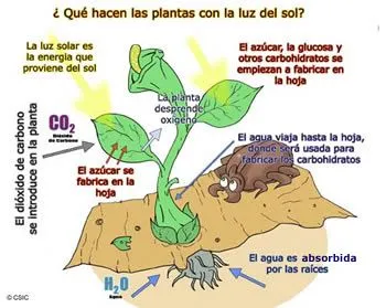 Museo Virtual de la Ciencia. Sala Vida en la Tierra