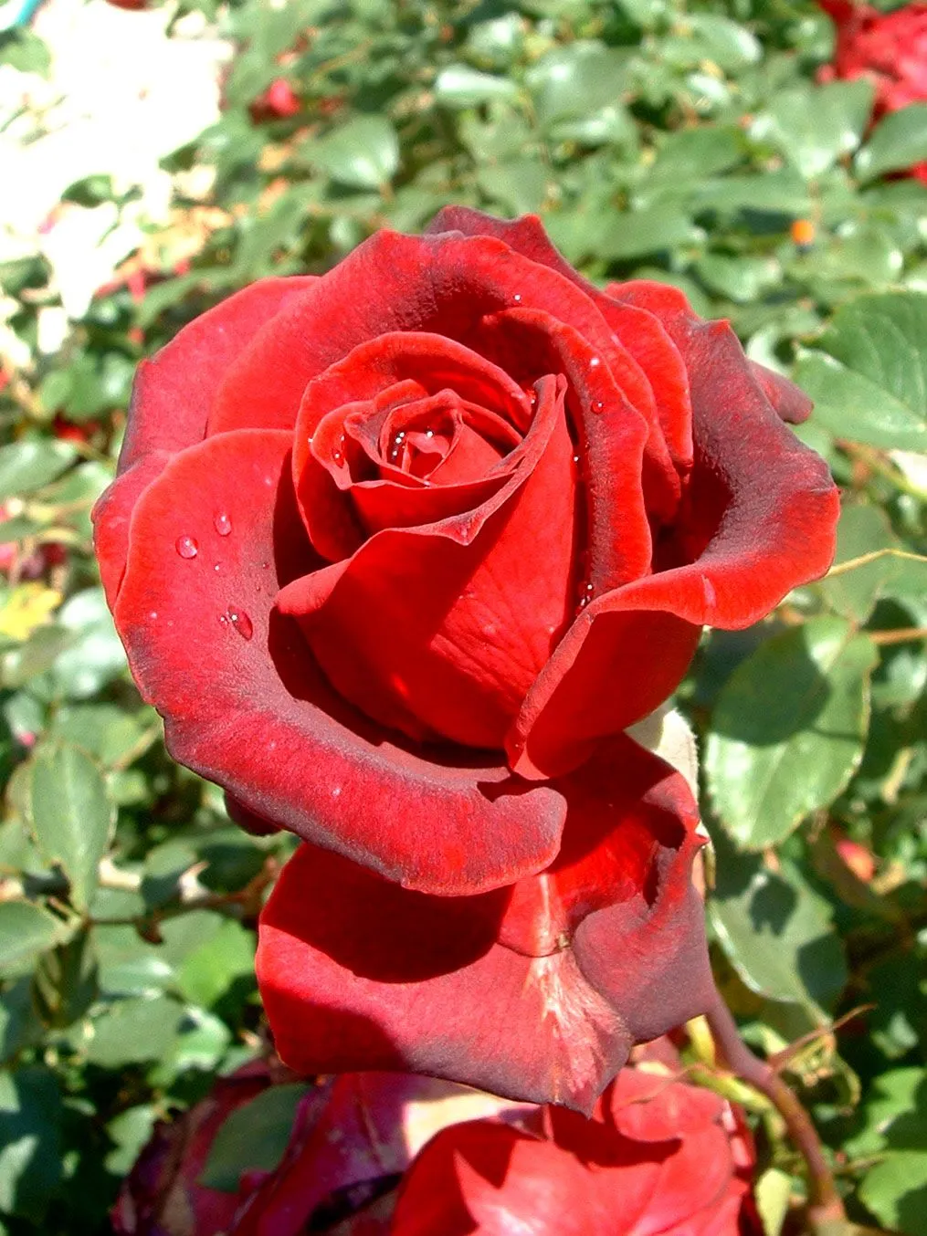 Vida en la Tierra - Las rosas rojas