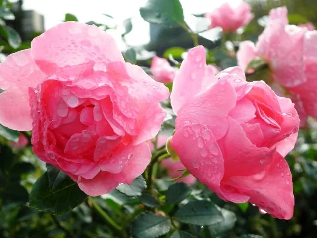 Así es mi vida en Tokio: Las rosas hermosas