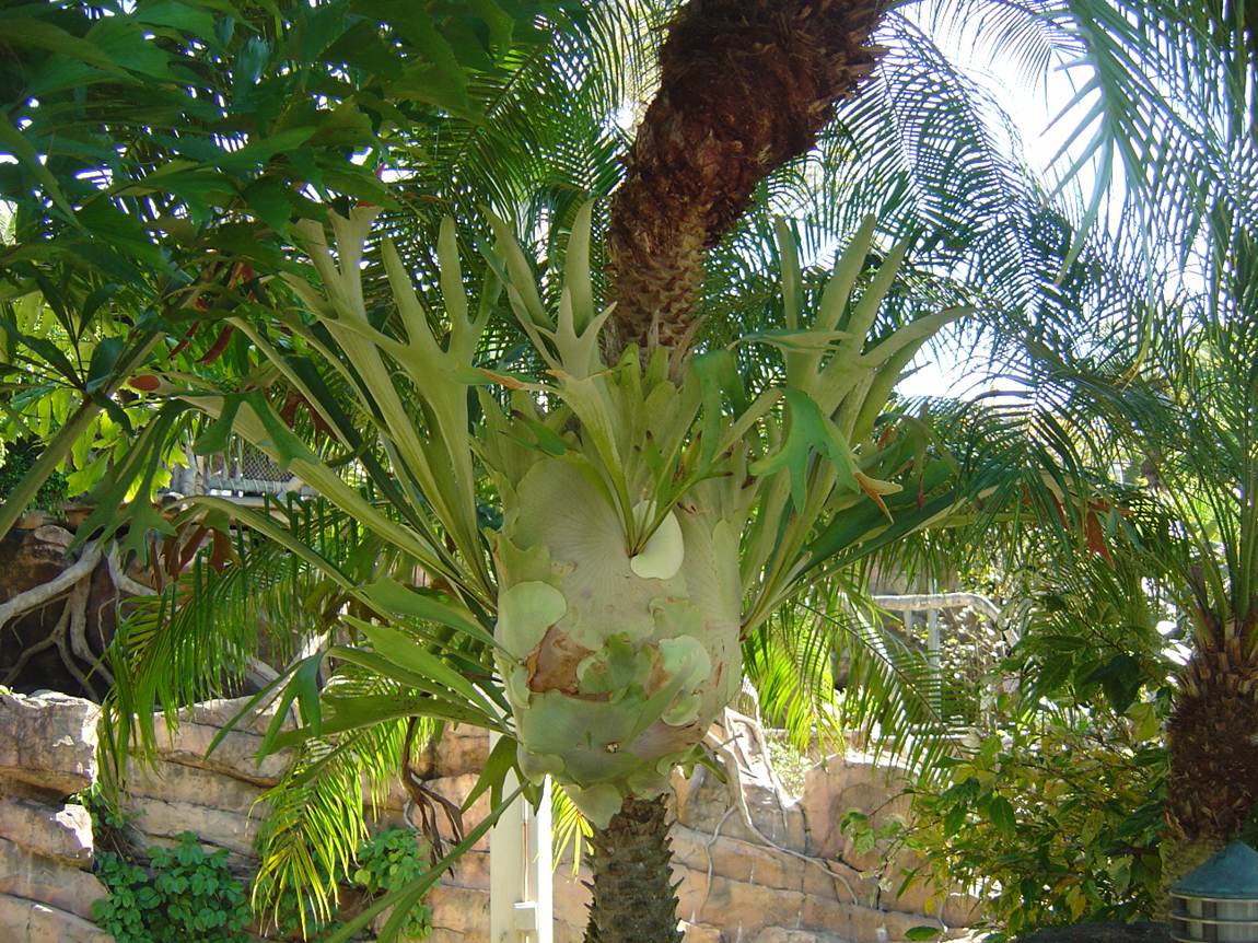 Vida a lo Verde*Living in Green*: Helecho cacho de venado. Plantas ... Vida a lo Verde*Living in Green*: Helecho cacho de venado. Plantas ...