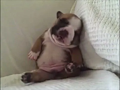 Video. Animales Tiernos Durmiendo ~ Mi mundo Animal,perros,fotos ...
