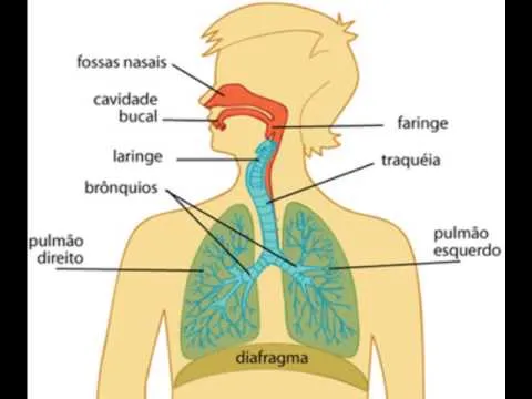 Vídeo-aula Animada sobre Sistema Respiratório Humano - YouTube Vídeo-aula Animada sobre Sistema Respiratório Humano - YouTube