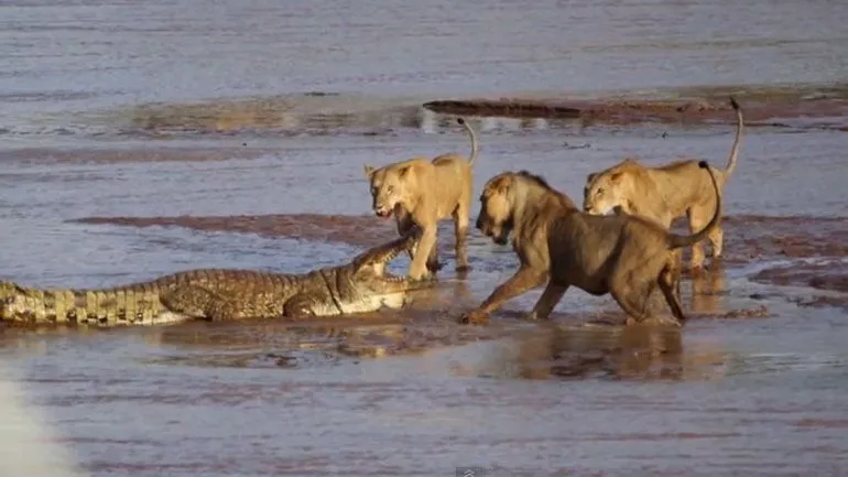 Video: batalla a muerte entre un cocodrilo y tres leones por un ... Video: batalla a muerte entre un cocodrilo y tres leones por un ...