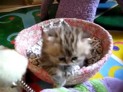 El gatito mas tierno del mundo - YouTube