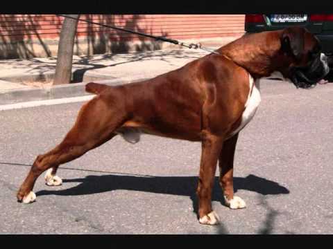 Historia Del Perro Boxer La Mejor Raza Sin Duda[MegaPost] - Taringa!