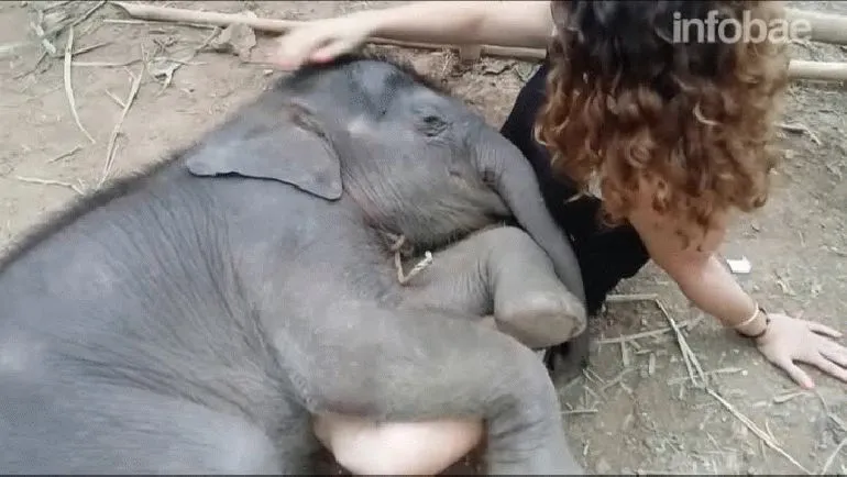 Video: con canciones de cuna, una mujer hizo dormir a un elefante ...