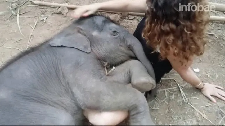 Video: con canciones de cuna, una mujer hizo dormir a un elefante ... Video: con canciones de cuna, una mujer hizo dormir a un elefante ...