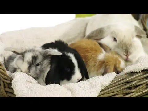 Vídeo: Conejo - Cómo es el conejo Belier - Cunipic Animals de ... Vídeo: Conejo - Cómo es el conejo Belier - Cunipic Animals de ...