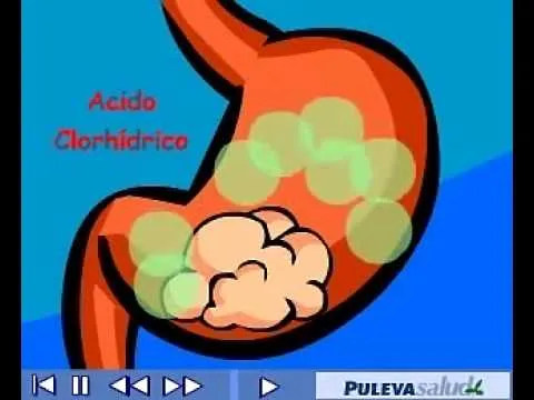 Vídeo didáctico el sistema digestivo - YouTube Vídeo didáctico el sistema digestivo - YouTube