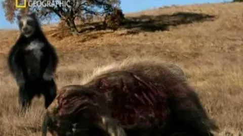 Video - D.P El Oso Cara Corta - Wiki Prehistórico - Wikia Video - D.P El Oso Cara Corta - Wiki Prehistórico - Wikia