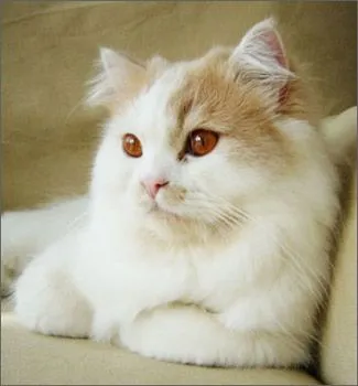 En este video encontrarán imágenes hermosas de persas de diferentes ...