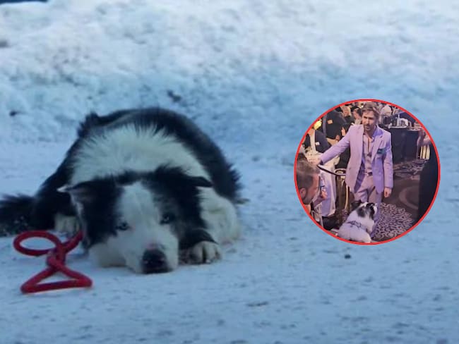 VIDEO: así fue el encuentro de Ryan Gosling con Messi, el perrito de  'Anatomy of a Fall'