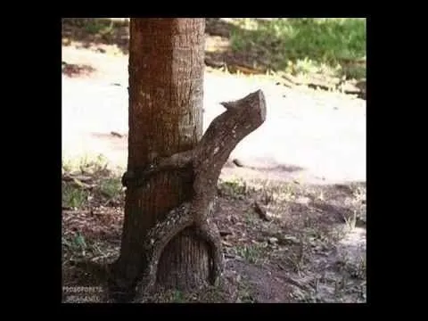 Video Grasioso de Imagenes de Doble Sentido (Parte 1) - YouTube Video Grasioso de Imagenes de Doble Sentido (Parte 1) - YouTube