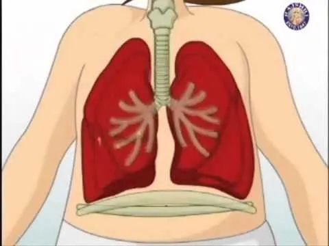 video los organos del cuerpo humano - YouTube video los organos del cuerpo humano - YouTube