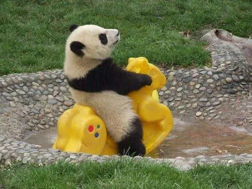 Video. Oso Panda Bebe Pasea en Caballito ~ Mi mundo Animal,perros ... Video. Oso Panda Bebe Pasea en Caballito ~ Mi mundo Animal,perros ...