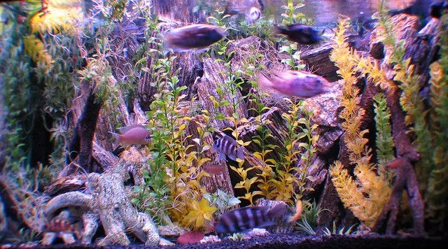 VIDEO Mis peces de colores TANGANICA o Tanganyika | Flickr - Photo ... VIDEO Mis peces de colores TANGANICA o Tanganyika | Flickr - Photo ...