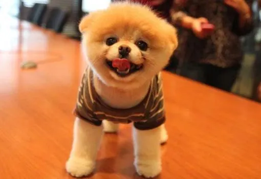 Video: El perro más lindo del mundo ~ NOTICIAS Curiosas 2014. Video: El perro más lindo del mundo ~ NOTICIAS Curiosas 2014.