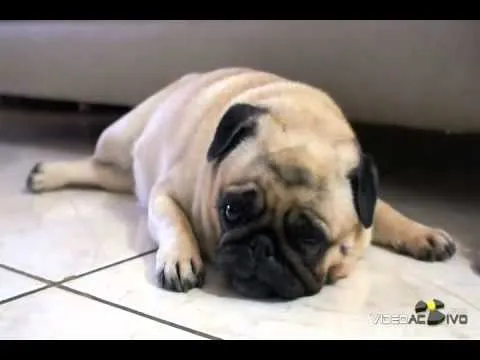 Video de perros chistosos -pug dormido y cansado - Tired - YouTube