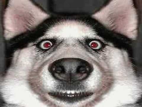 Video recopilatorio de perros graciosos