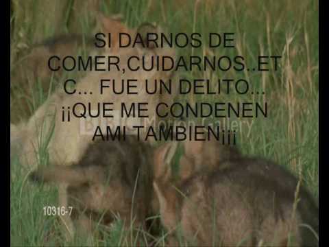 video de reflexion [lobos].wmv - YouTube