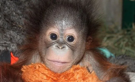 VÍDEO: Tierno bebé orangután cautiva en zoo de Utah VÍDEO: Tierno bebé orangután cautiva en zoo de Utah