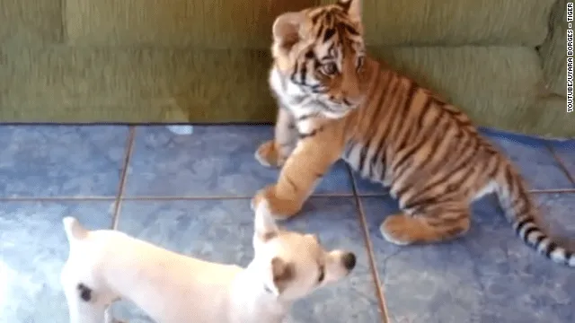 El video viral del día: un tigre bebé y un perrito son mejores ... El video viral del día: un tigre bebé y un perrito son mejores ...