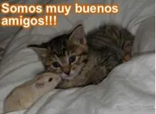 ... videos de animales mas divertidos « los animales mas lindos del mundo