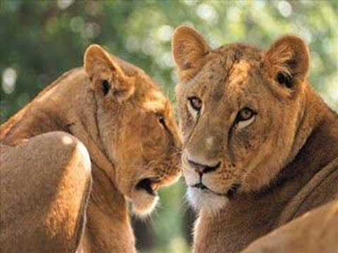 Animales Salvajes - YouTube