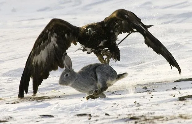 Videos de Animales Videos aguilas | Animales en Video Videos de Animales Videos aguilas | Animales en Video