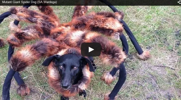 videos-animales.jpg