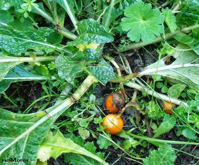 videos de aves | Cuidar de tus plantas es facilisimo.com