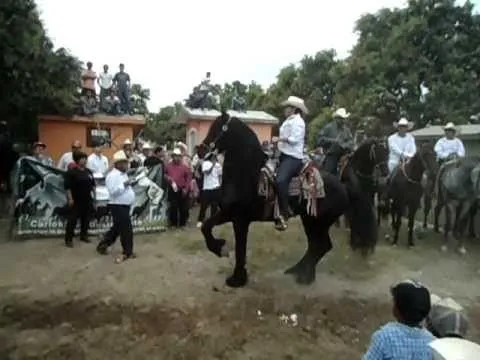 VIDEOS DE CABALLO FRISIAN BAILADOR C QUIRINO | Videos « Ccoli. VIDEOS DE CABALLO FRISIAN BAILADOR C QUIRINO | Videos « Ccoli.