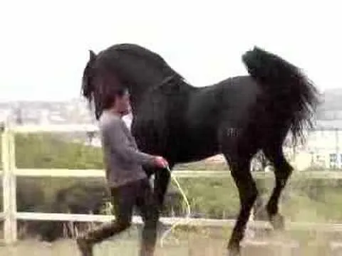 Vídeos de Caballos bailarines