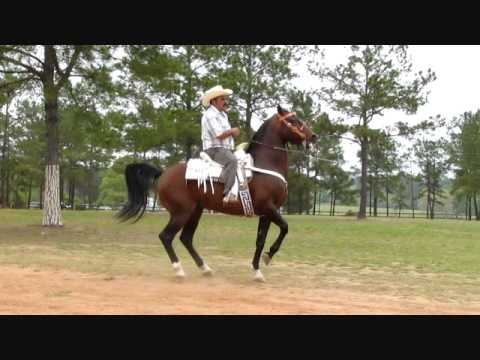 Vídeos de Caballos bailarines