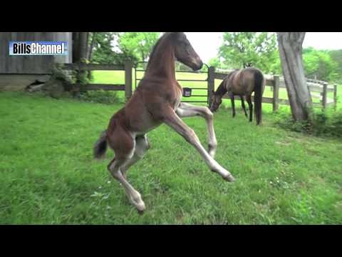 Caballos bebés en imagenes - Imagui