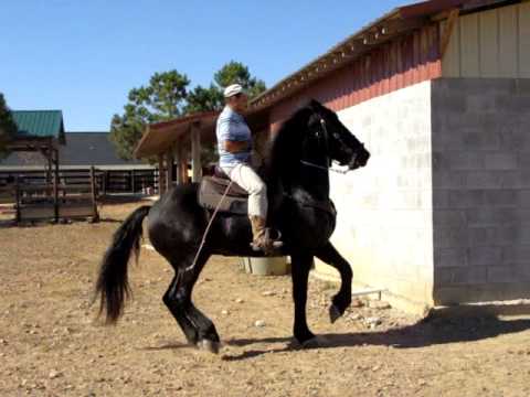 VIDEOS DE CABALLO FRISIAN 3 | Videos « Ccoli. VIDEOS DE CABALLO FRISIAN 3 | Videos « Ccoli.