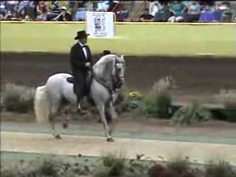 Vídeos de Caballos de Paso Archives - Videos de Caballos Vídeos de Caballos de Paso Archives - Videos de Caballos