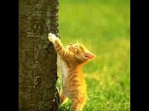 Videos de gatos chistosos - Imagui
