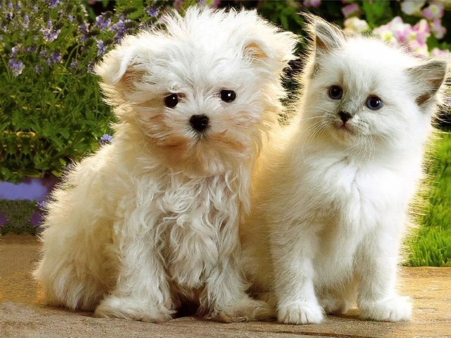 VIDEOS DE GATOS: Fotos de gatos bonitos y videos de gatos VIDEOS DE GATOS: Fotos de gatos bonitos y videos de gatos