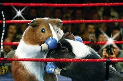 mas videos y cosas graciosas de animales aqui http damncoolpics ... mas videos y cosas graciosas de animales aqui http damncoolpics ...