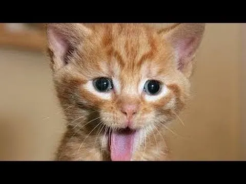 Videos graciosos 2014 - Videos de risa de animales chistosos ... Videos graciosos 2014 - Videos de risa de animales chistosos ...