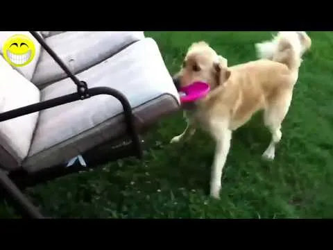 Videos graciosos 2014 - Videos de risa de Perros - YouTube Videos graciosos 2014 - Videos de risa de Perros - YouTube