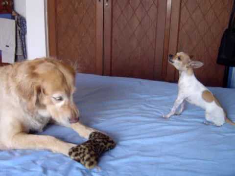 perros Chistosos cantando - YouTube
