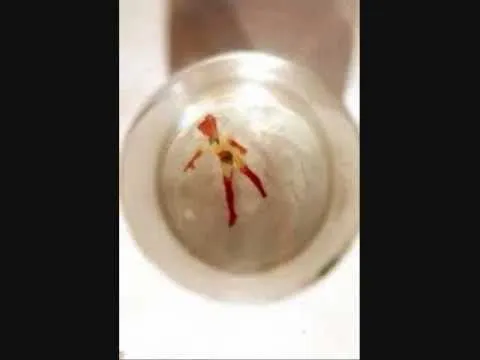 Videos de hadas reales encontradas - Imagui Videos de hadas reales encontradas - Imagui