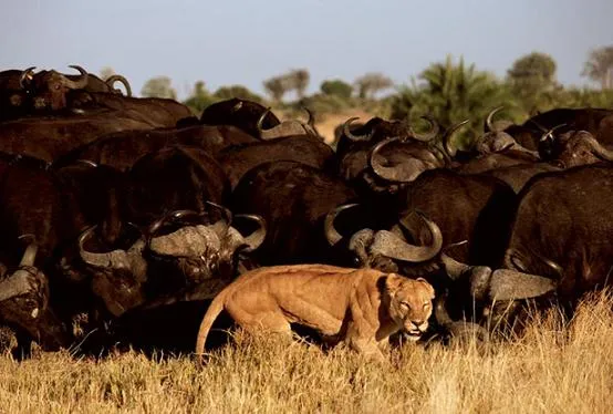 Vídeos de leones cazando | Animales en Video