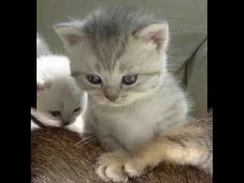 tiernos @ eteksciki.