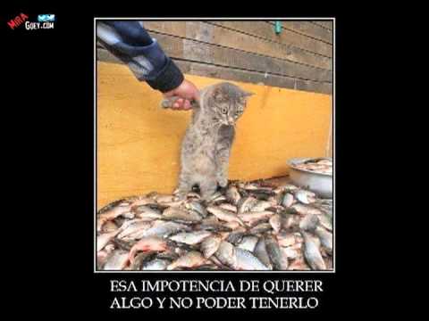 Videos para reír Videos graciosos Videos para reír Imagenes ...